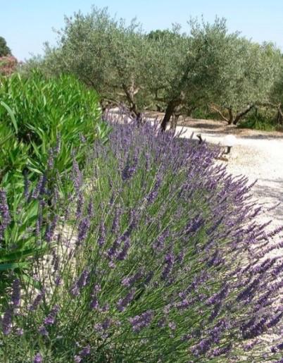 Saint-Rémy-de-Provence Le Mazet 40 빌라 외부 사진