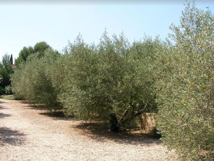 Saint-Rémy-de-Provence Le Mazet 40 빌라 외부 사진